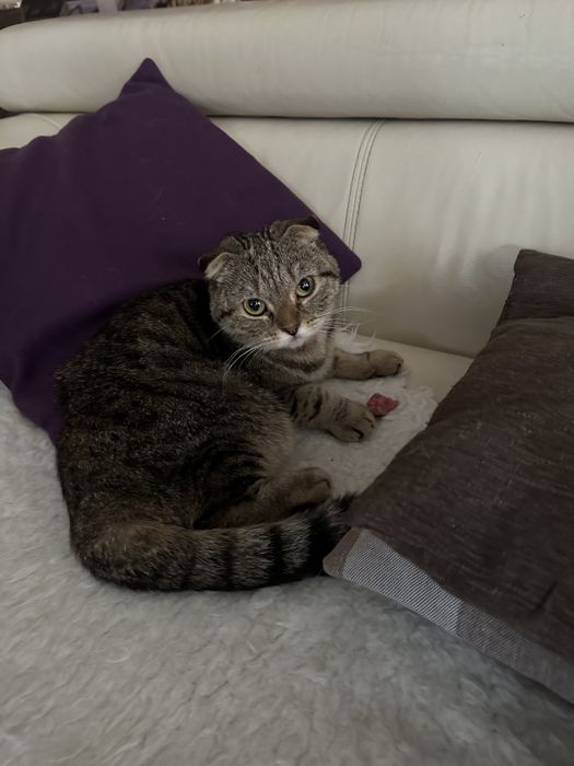 Найдена кошечка вислоухая