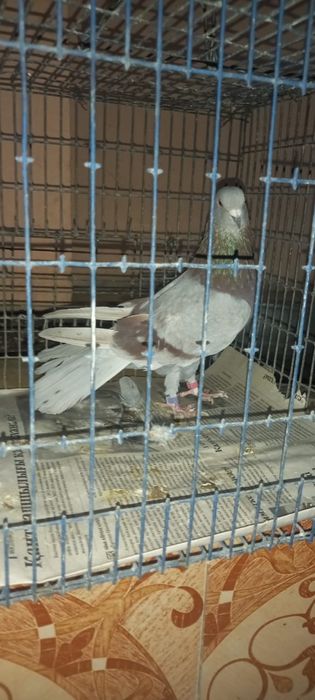 Голуби широкохвостые 6000