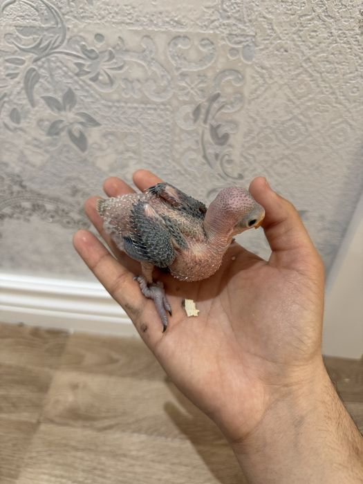 Ожереловый попугай продается