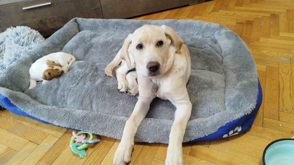 Лабрадор ретривър