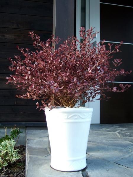 Магически Дракон