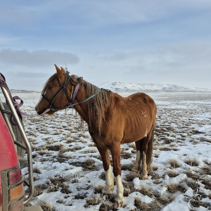 Айғыр сатылады 7 жасар