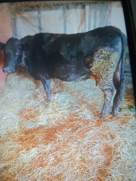 Vând vacă angus  de 4 ani