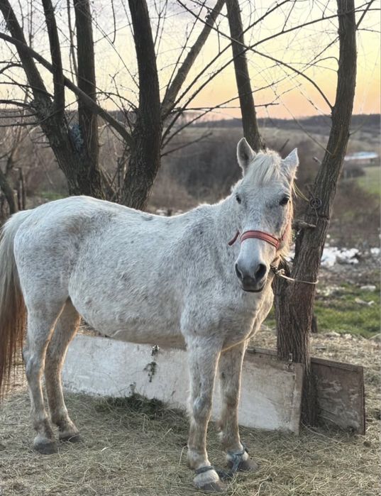 Vand iapa de culoare alb gri