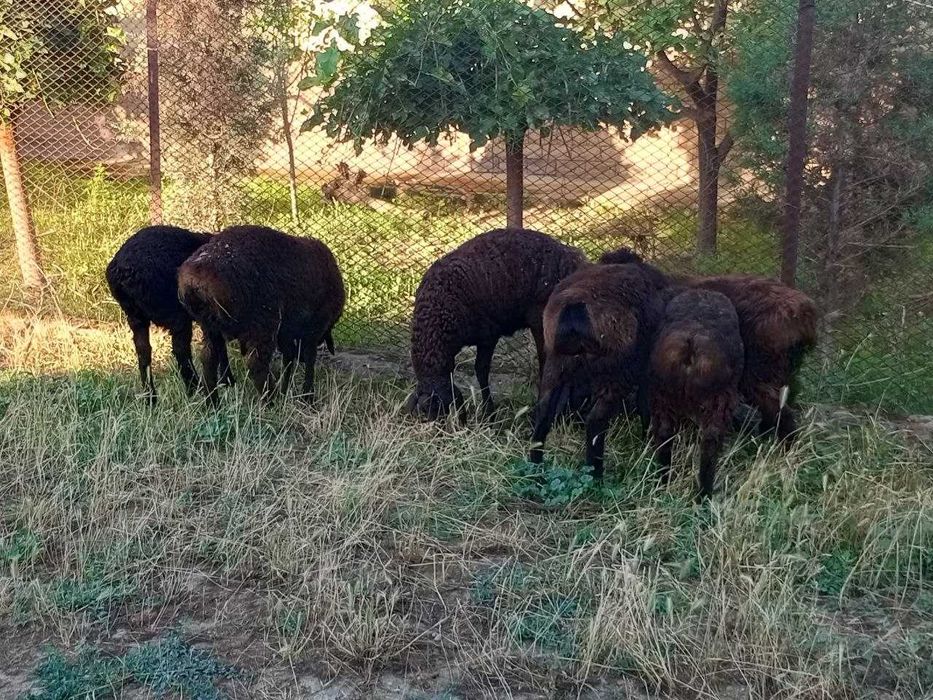 qoy qozilar sotiladi