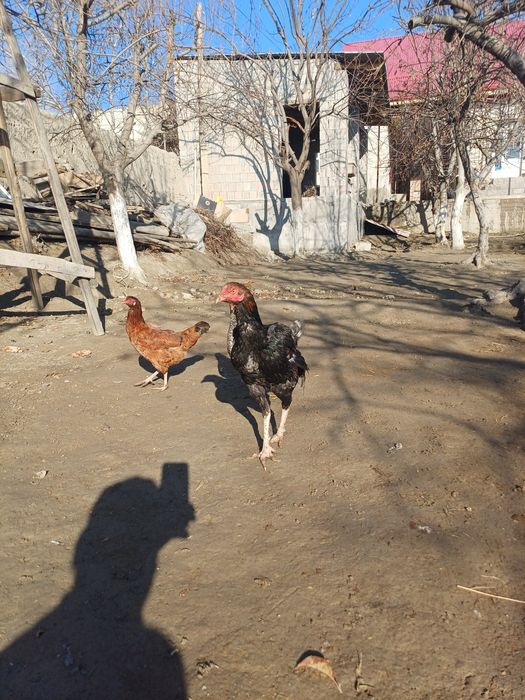 Салом хуроз сотилади нархи келишилади