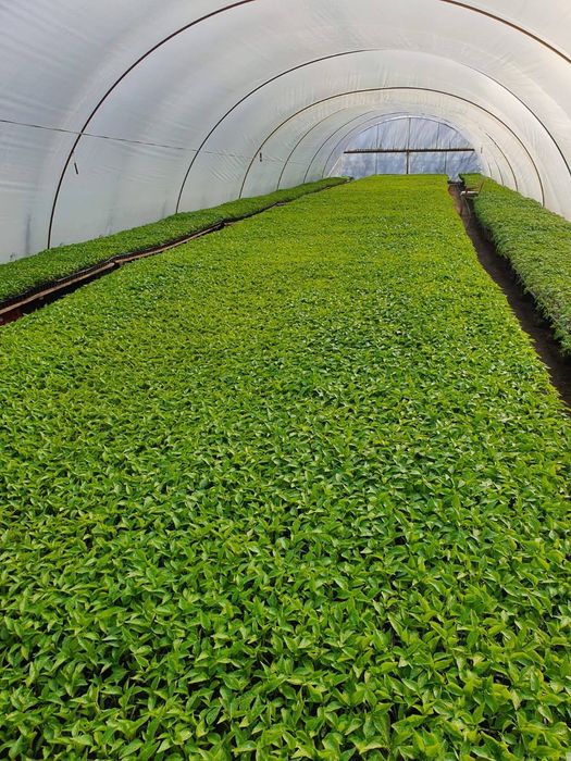 Răsaduri legume pt solar .