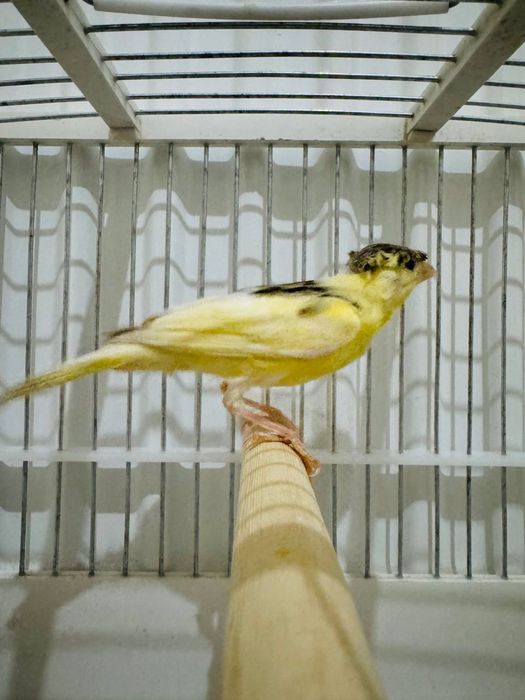 4 oylik moda kanareyka sotiladi