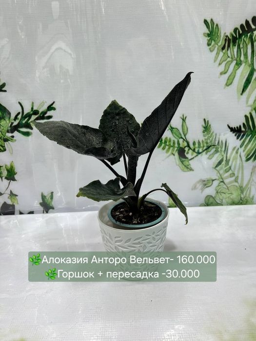 Алоказии разные, Женское счастье, Антуриум(мужское счастье)