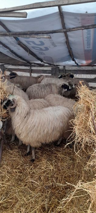 Oi de vanzare!!!