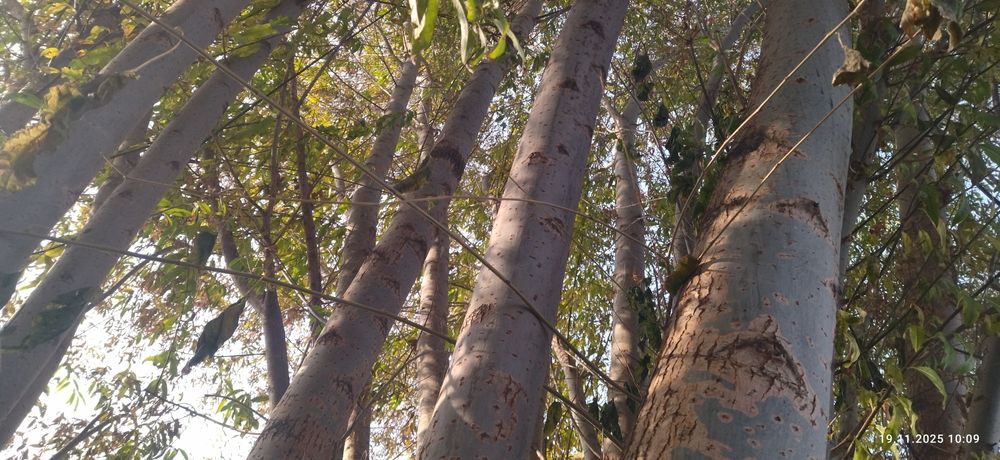 Тол сотилади Кора толлар