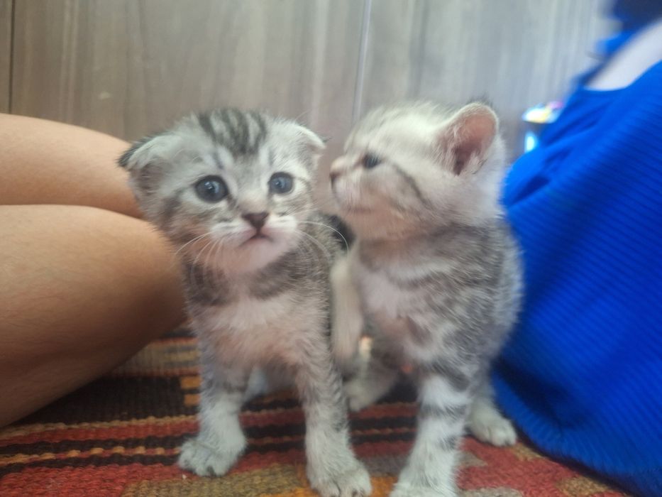 Продаются породистые котята