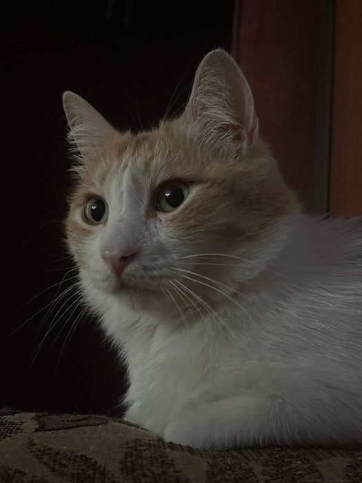 Котик срочно ищет дом