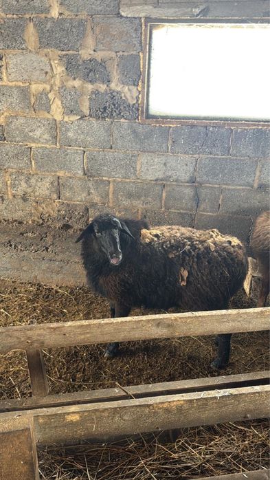 Продаю кой токты кошкар