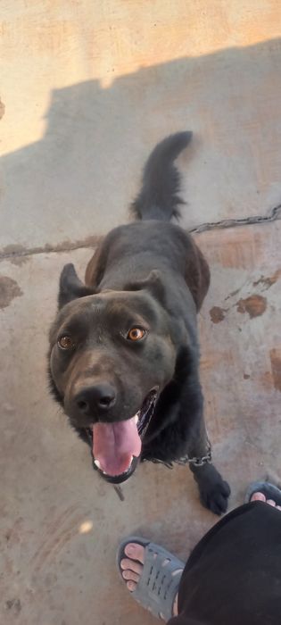 Собака породистая