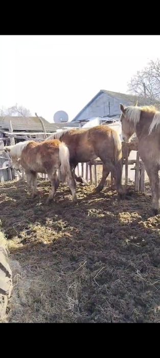 Продам лошадей тяжиков.