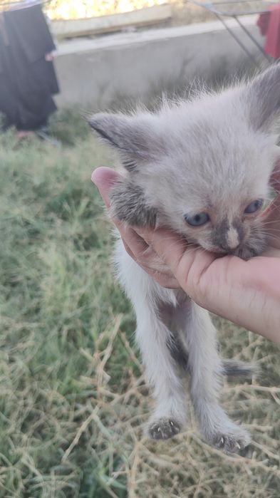 Отдам даром маленкие кошек