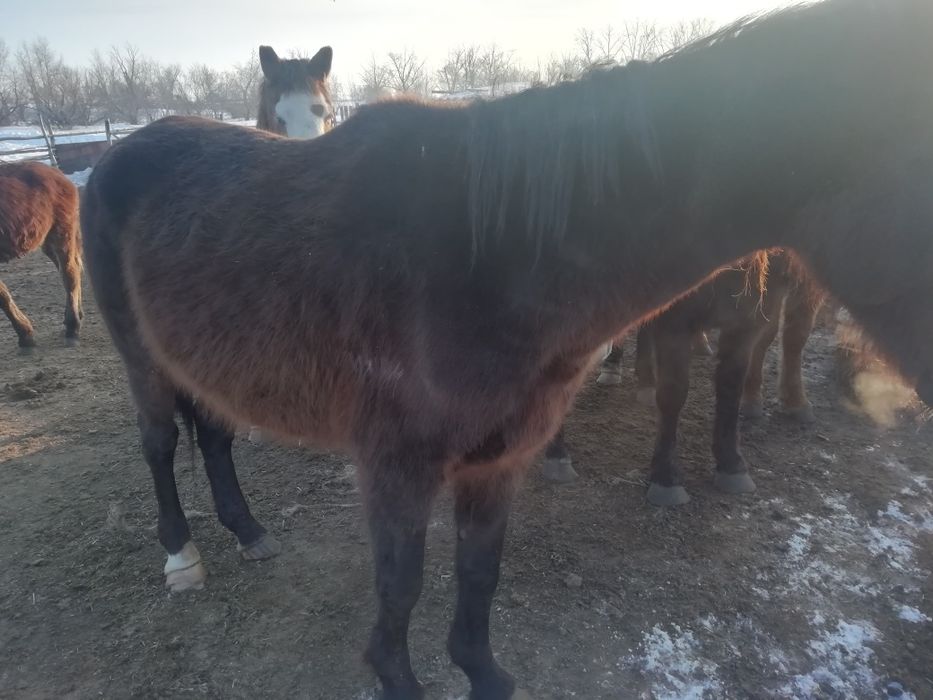 Продам лошадей..