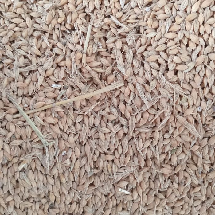 Porumb, orz, grau, sorg, triticale la sac de 50kg