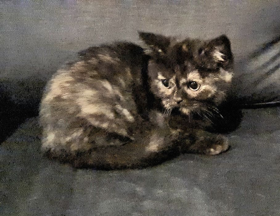 Pisicuta british tortoiseshell norocoasa