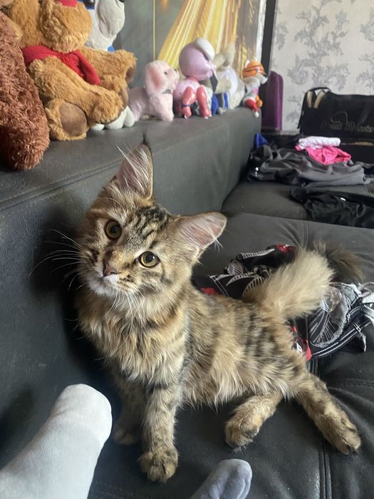 Пропала кошка! В районе восточного!