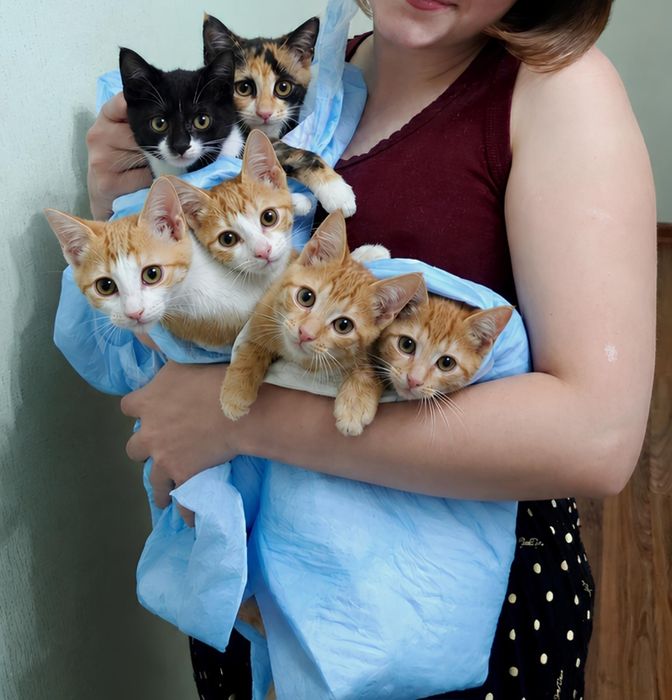 Отдам котят в добрые руки!