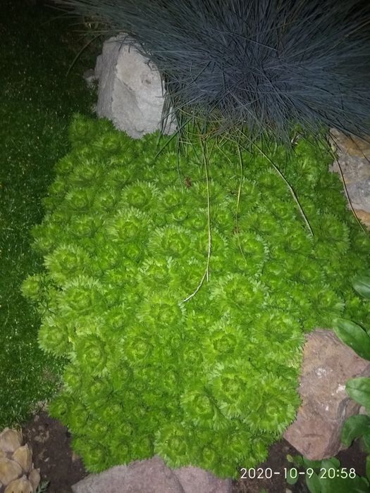 Продам хосту,медуницу и многое другое.