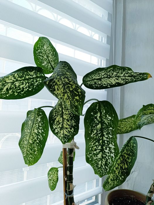 Продам цветок диффенбахия