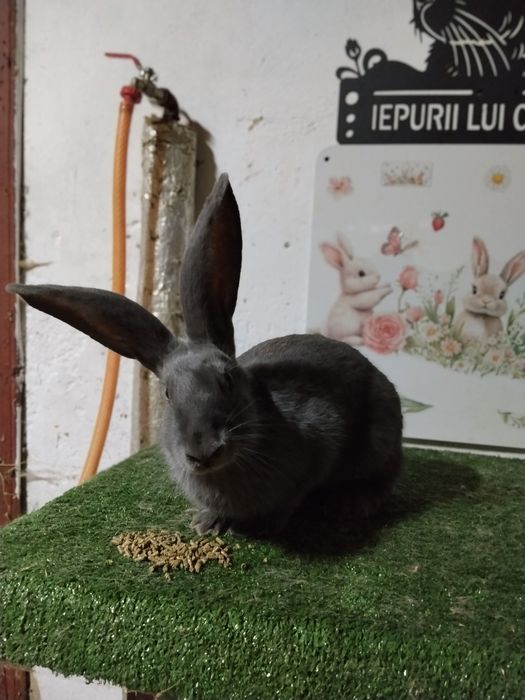 Tineret disponibil