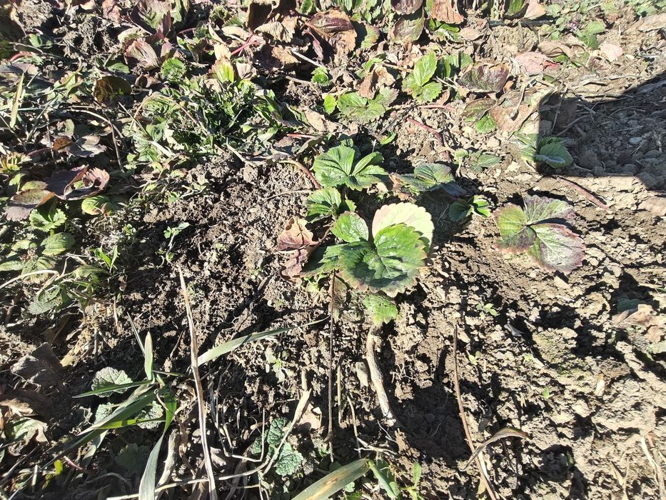 Căpșuni soiul alba