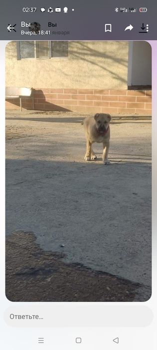 Күшік каранардын немере кызы