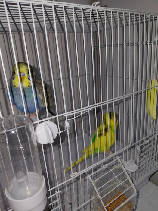 Попугай волнистые