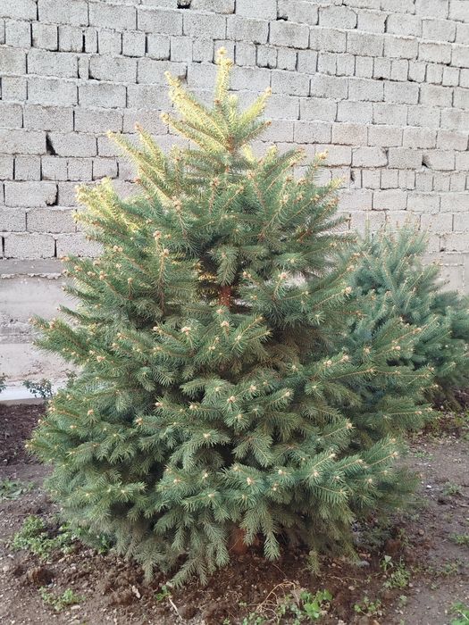 Гойубой йел арча сотилади