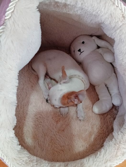 Мъжки чихуахуа на 3мец.