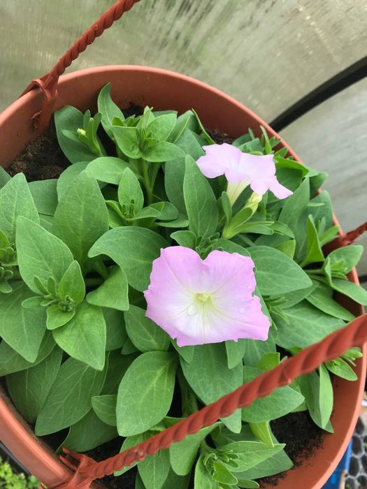 Пересадка и уход комнатных растений