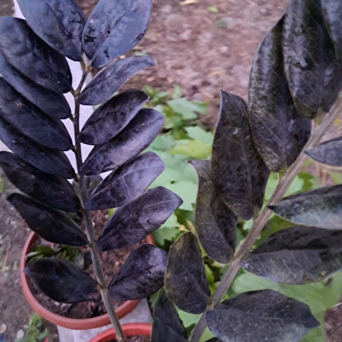 Разное продается Мырзакент