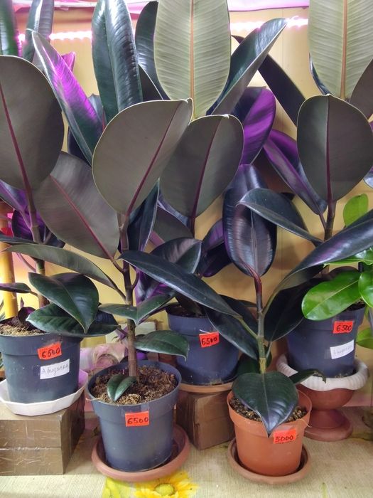 Фикус Бургунди, Абиджан (черный принц)