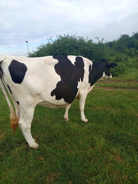 Vaci Holstein de vânzare