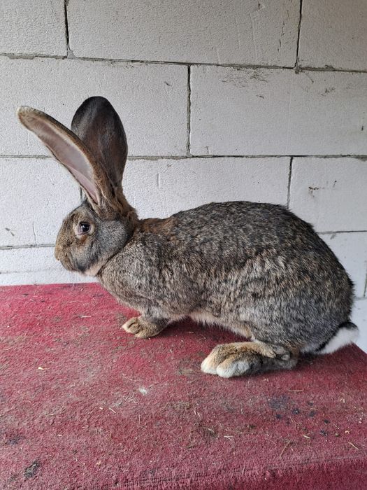 Femela uriaș german gri