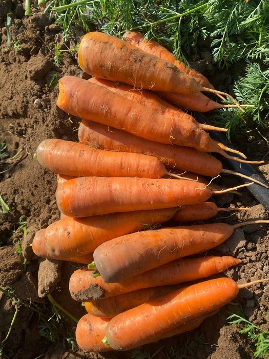 Продаю Морковь!!