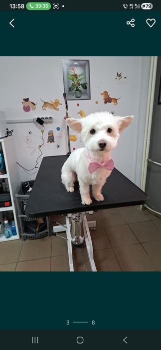 Frizerie Coafura Canina