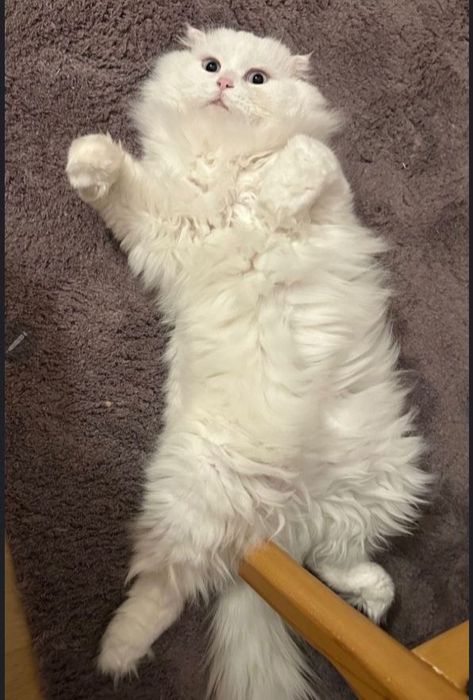 VYAZKA Kelin mushuklarni chaqiramiz