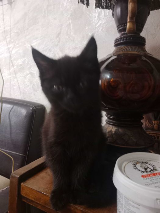 Котенок в добрые руки, девочка