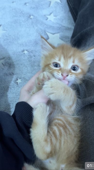 Отдам 4 рыжих котят в добрые руки