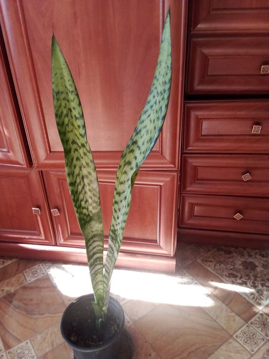 Щучий хвост цветок