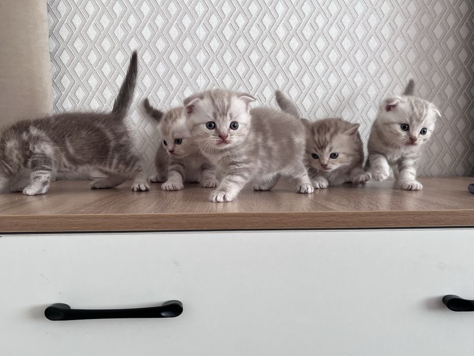 Котята Шотландцы мальчики 45.000