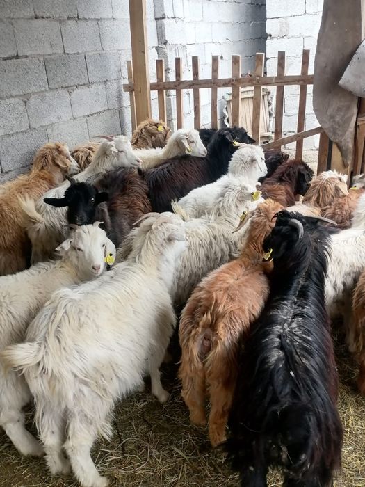 Шыбыштер сатылыды