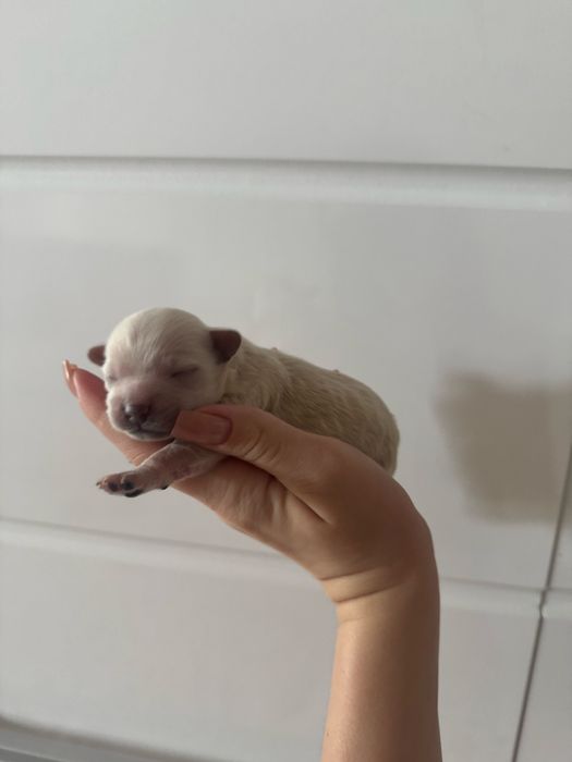 Бронь на щенков мальтипу ф1