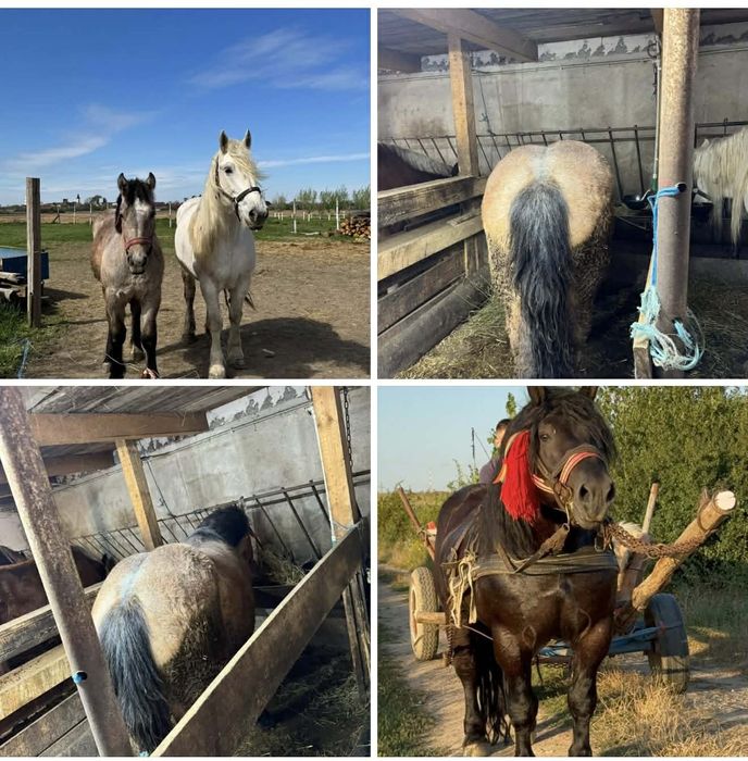 Vând mânză de 10 luni din cai buni