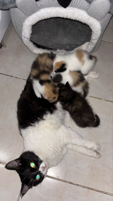 Котята бесплатно
